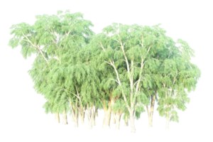 tropicale foresta isolato su trasparente sfondo. 3d interpretazione - illustrazione png