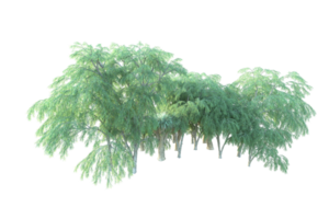 Tropical forest isolated on transparent background. 3d rendering - illustration png