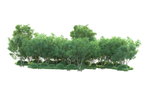 Tropical forest isolated on transparent background. 3d rendering - illustration png