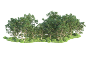 Tropical forest isolated on transparent background. 3d rendering - illustration png