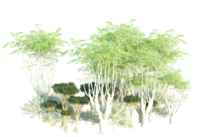 Tropical forest isolated on transparent background. 3d rendering - illustration png