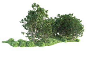 tropical forêt isolé sur transparent Contexte. 3d le rendu - illustration png