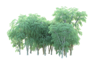 Tropical forest isolated on transparent background. 3d rendering - illustration png