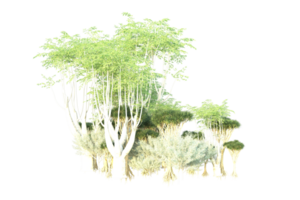 Tropical forest isolated on transparent background. 3d rendering - illustration png