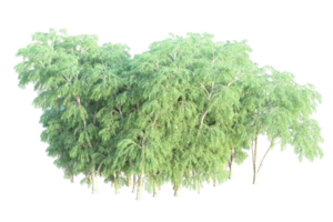 Tropical forest isolated on transparent background. 3d rendering - illustration png