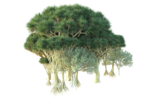 tropical forêt isolé sur transparent Contexte. 3d le rendu - illustration png