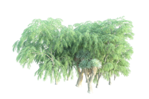 Tropical forest isolated on transparent background. 3d rendering - illustration png