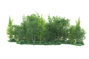 tropisch Wald isoliert auf transparent Hintergrund. 3d Rendern - - Illustration png