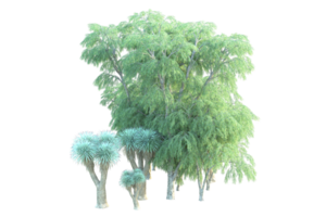 Tropical forest isolated on transparent background. 3d rendering - illustration png