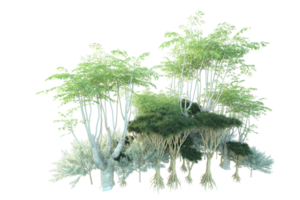 Tropical forest isolated on transparent background. 3d rendering - illustration png