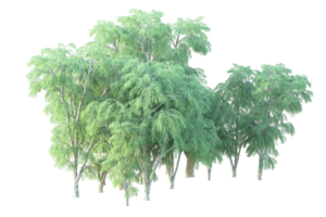 Tropical forest isolated on transparent background. 3d rendering - illustration png