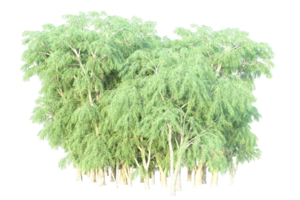 tropical forêt isolé sur transparent Contexte. 3d le rendu - illustration png