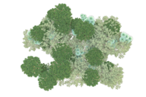 Tropical forest isolated on transparent background. 3d rendering - illustration png