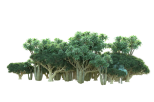 Tropical forest isolated on transparent background. 3d rendering - illustration png