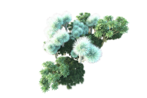 Tropical forest isolated on transparent background. 3d rendering - illustration png