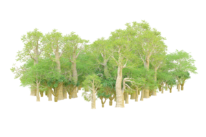 Tropical forest isolated on transparent background. 3d rendering - illustration png