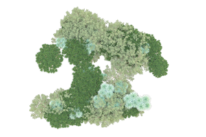 tropisch Wald isoliert auf transparent Hintergrund. 3d Rendern - - Illustration png