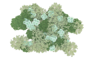 Tropical forest isolated on transparent background. 3d rendering - illustration png