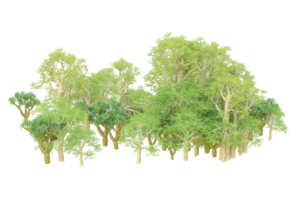 Tropical forest isolated on transparent background. 3d rendering - illustration png