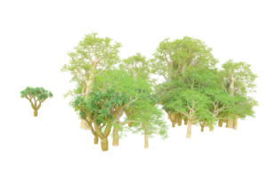 Tropical forest isolated on transparent background. 3d rendering - illustration png