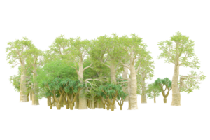 Tropical forest isolated on transparent background. 3d rendering - illustration png