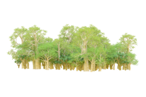 Tropical forest isolated on transparent background. 3d rendering - illustration png