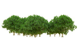 Tropical forest isolated on transparent background. 3d rendering - illustration png