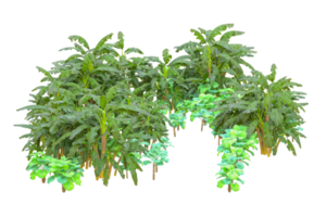 Tropical forest isolated on transparent background. 3d rendering - illustration png