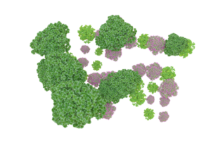 tropisk skog isolerat på transparent bakgrund. 3d tolkning - illustration png