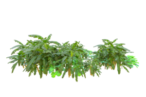 Tropical forest isolated on transparent background. 3d rendering - illustration png