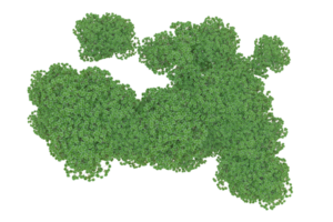 tropical forêt isolé sur transparent Contexte. 3d le rendu - illustration png