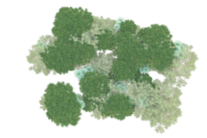 Tropical forest isolated on transparent background. 3d rendering - illustration png
