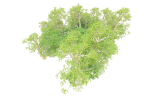 Tropical forest isolated on transparent background. 3d rendering - illustration png