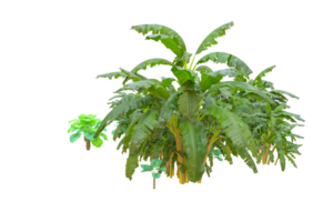 Tropical forest isolated on transparent background. 3d rendering - illustration png