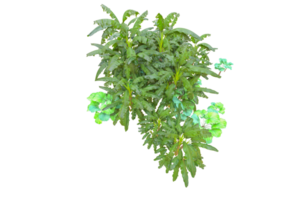 Tropical forest isolated on transparent background. 3d rendering - illustration png