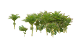 Tropical forest isolated on transparent background. 3d rendering - illustration png