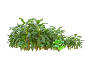 Tropical forest isolated on transparent background. 3d rendering - illustration png