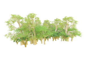 tropical forêt isolé sur transparent Contexte. 3d le rendu - illustration png