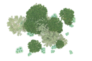 tropical forêt isolé sur transparent Contexte. 3d le rendu - illustration png