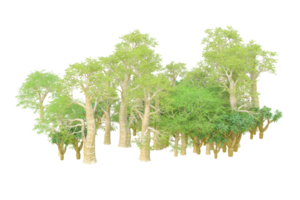 Tropical forest isolated on transparent background. 3d rendering - illustration png