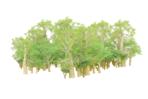 Tropical forest isolated on transparent background. 3d rendering - illustration png