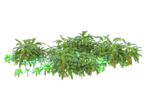 Tropical forest isolated on transparent background. 3d rendering - illustration png