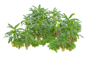Tropical forest isolated on transparent background. 3d rendering - illustration png