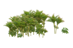 tropical forêt isolé sur transparent Contexte. 3d le rendu - illustration png