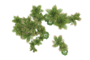 Tropical forest isolated on transparent background. 3d rendering - illustration png