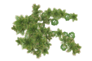 Tropical forest isolated on transparent background. 3d rendering - illustration png