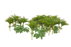 tropical forêt isolé sur transparent Contexte. 3d le rendu - illustration png