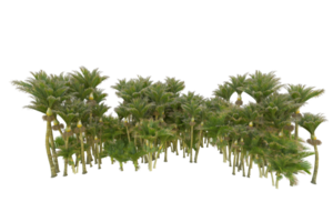 tropical forêt isolé sur transparent Contexte. 3d le rendu - illustration png