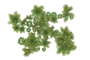 Tropical forest isolated on transparent background. 3d rendering - illustration png