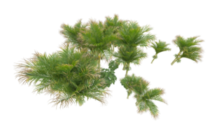 Tropical forest isolated on transparent background. 3d rendering - illustration png